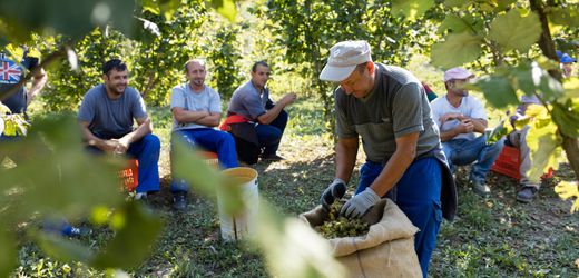 Schlechte Haselnussernte in Italien: Wird die Nuss-Kakaocreme teurer?