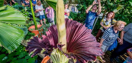 Dortmund: Titanenwurz „David“ aus Botanischem Garten im Rombergpark gestohlen