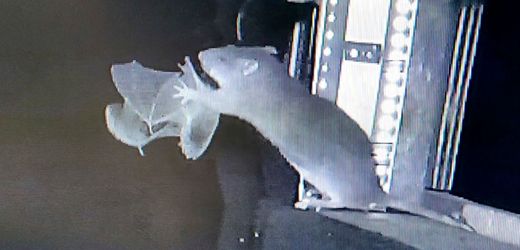 Forschende filmen Ratten bei Jagd und Tötung von Fledermäusen