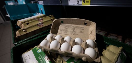 Eier werden im kommenden Jahr bis zu 15 Prozent teurer – Vogelgrippe belastet Erzeuger