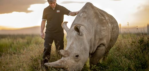 Nördliches Breitmaulnashorn: »Ausgestorben bedeutet nicht gleich ausgestorben«