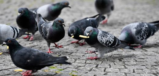 Kulmbach: Mann tritt Taube tot – weil sie eine Fritte fraß
