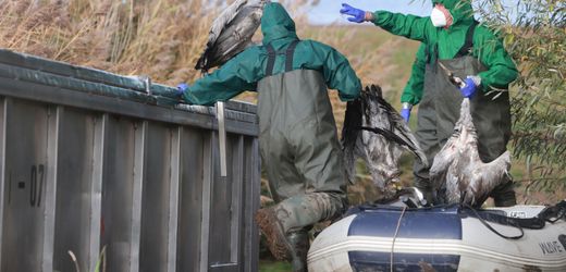 Vogelgrippe breitet sich rasant aus – wie gefährlich ist das?