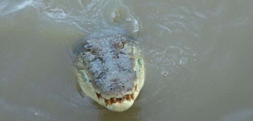 Australien: Jugendlicher überlebt Krokodil-Angriff in Queensland