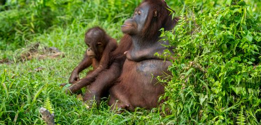 Naturzerstörung: EU versagt offenbar beim Schutz indonesischer Tropenwälder