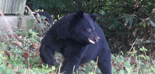 Bären in Japan: Menschliche Faktoren hinter tödlichen Bärenattacken