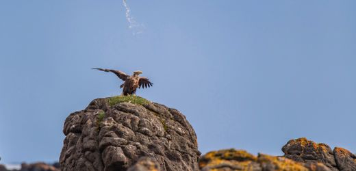 Comedy Wildlife Photography Awards: Die lustigsten Tierfotos des Jahres