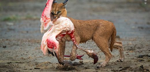 Wildlife Photographer of the Year 2025: Das sind die Gewinner