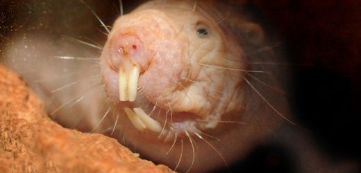 Nacktmulle könnten Schlüssel zu Langlebigkeit bieten