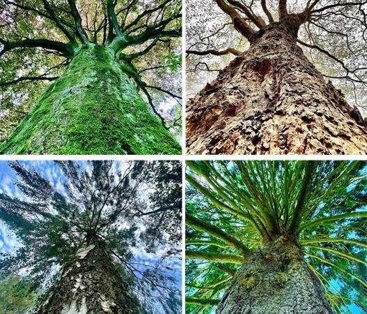 Fotoausstellung im Hückeswagener Kultur-Haus Zach: „Baumwelten“ – poetische Porträts lebendiger Wesen