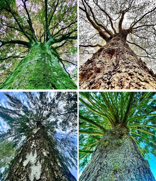 Fotoausstellung im Hückeswagener Kultur-Haus Zach: „Baumwelten“ – poetische Porträts lebendiger Wesen