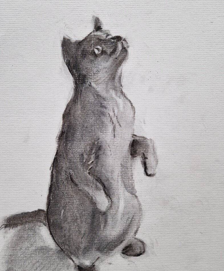 Kreativkursus in Radevormwald: Wie man sein Lieblingstier in Kohle verewigen kann