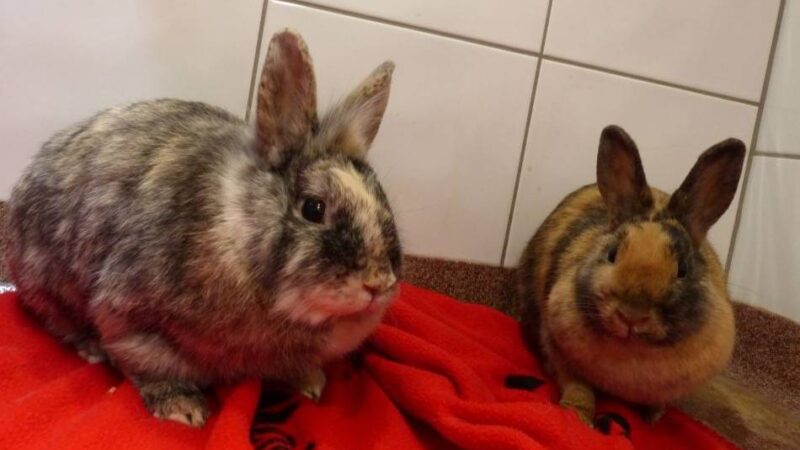 Tier(e) der Woche: Felix und Lulu sind zum zweiten Mal im Tierheim