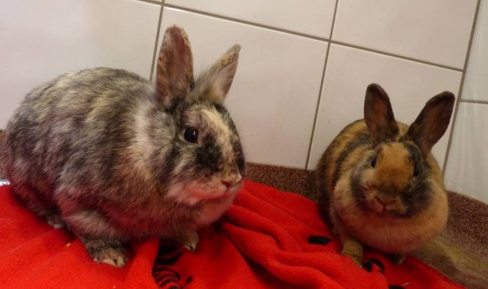 Tier(e) der Woche: Felix und Lulu sind zum zweiten Mal im Tierheim