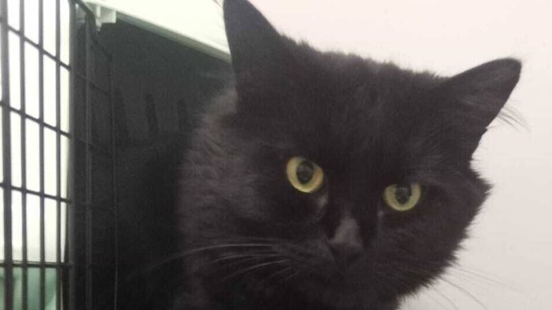 Tier der Woche: Kater Ollie muss sich noch an Menschen gewöhnen