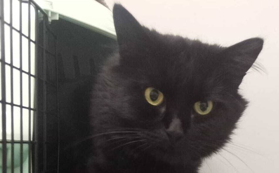 Tier der Woche: Kater Ollie muss sich noch an Menschen gewöhnen