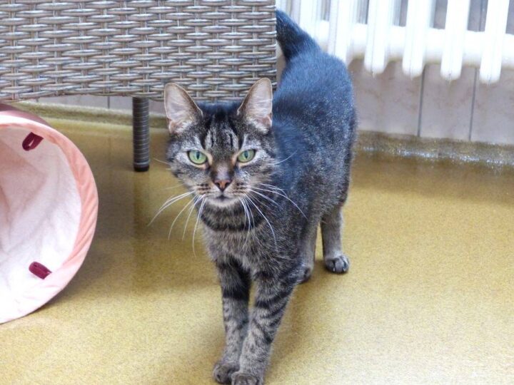 Tier der Woche: Schmuserin sucht neues Zuhause