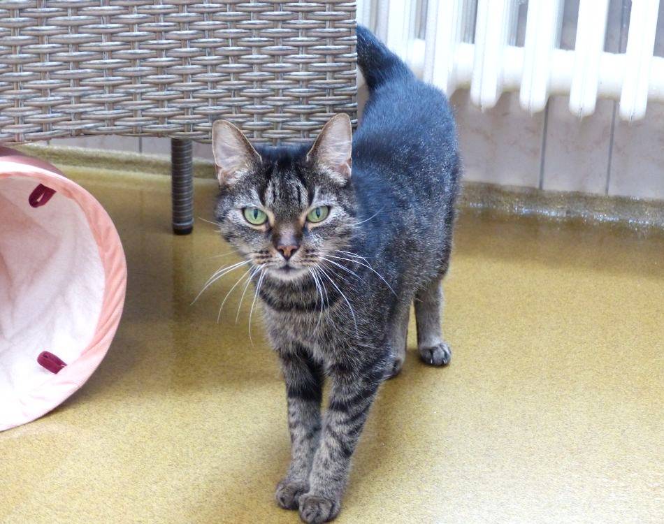 Tier der Woche: Schmuserin sucht neues Zuhause
