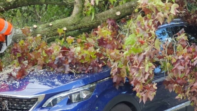 Unfall wegen Sturm: Baum kracht in Kevealer auf parkendes Auto