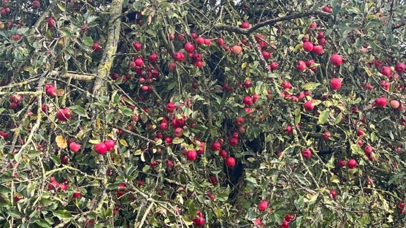 Obstbäume in Korschenbroich: Was mit den Tausenden Äpfeln des Birkhofs passiert