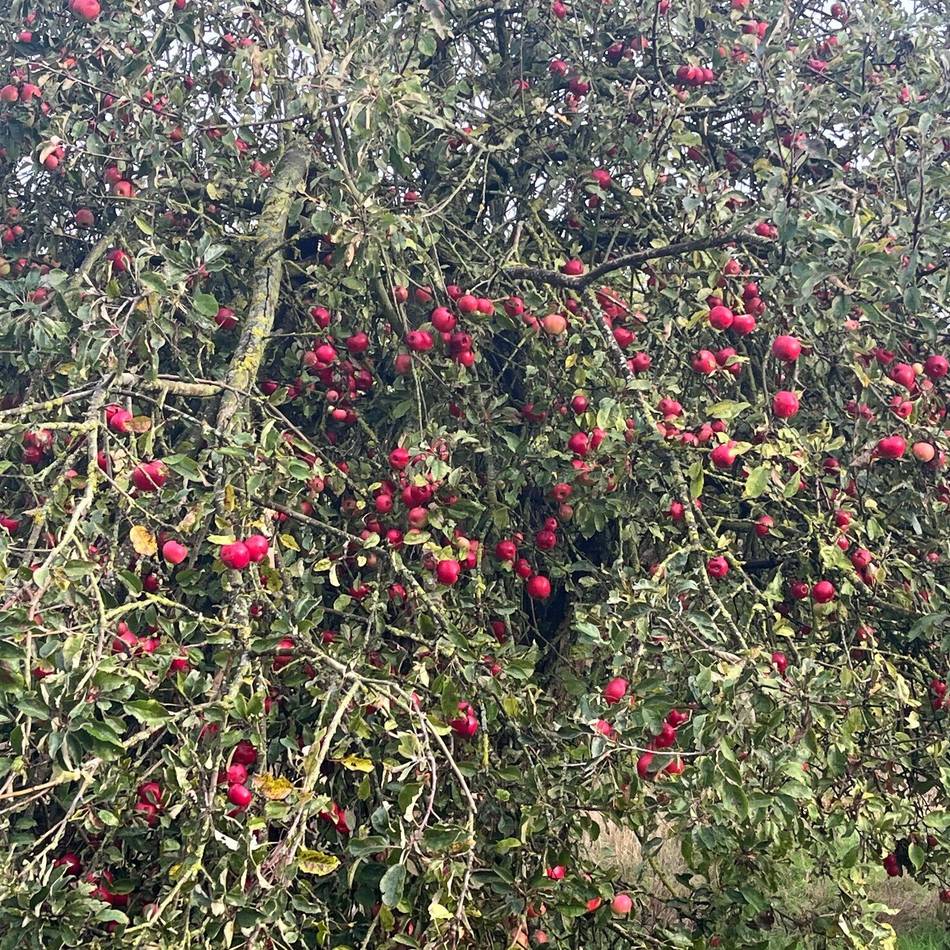 Obstbäume in Korschenbroich: Was mit den Tausenden Äpfeln des Birkhofs passiert