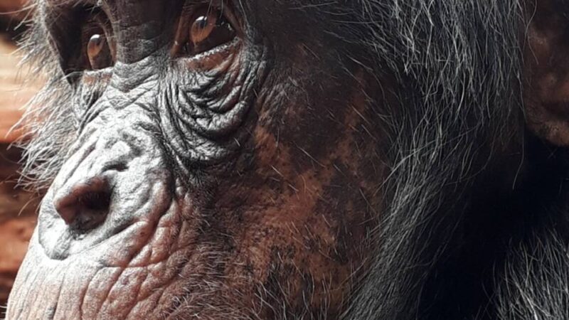 Neuzugang im Krefelder Zoo: Schimpansin Yumma entdeckt ihr neues Zuhause