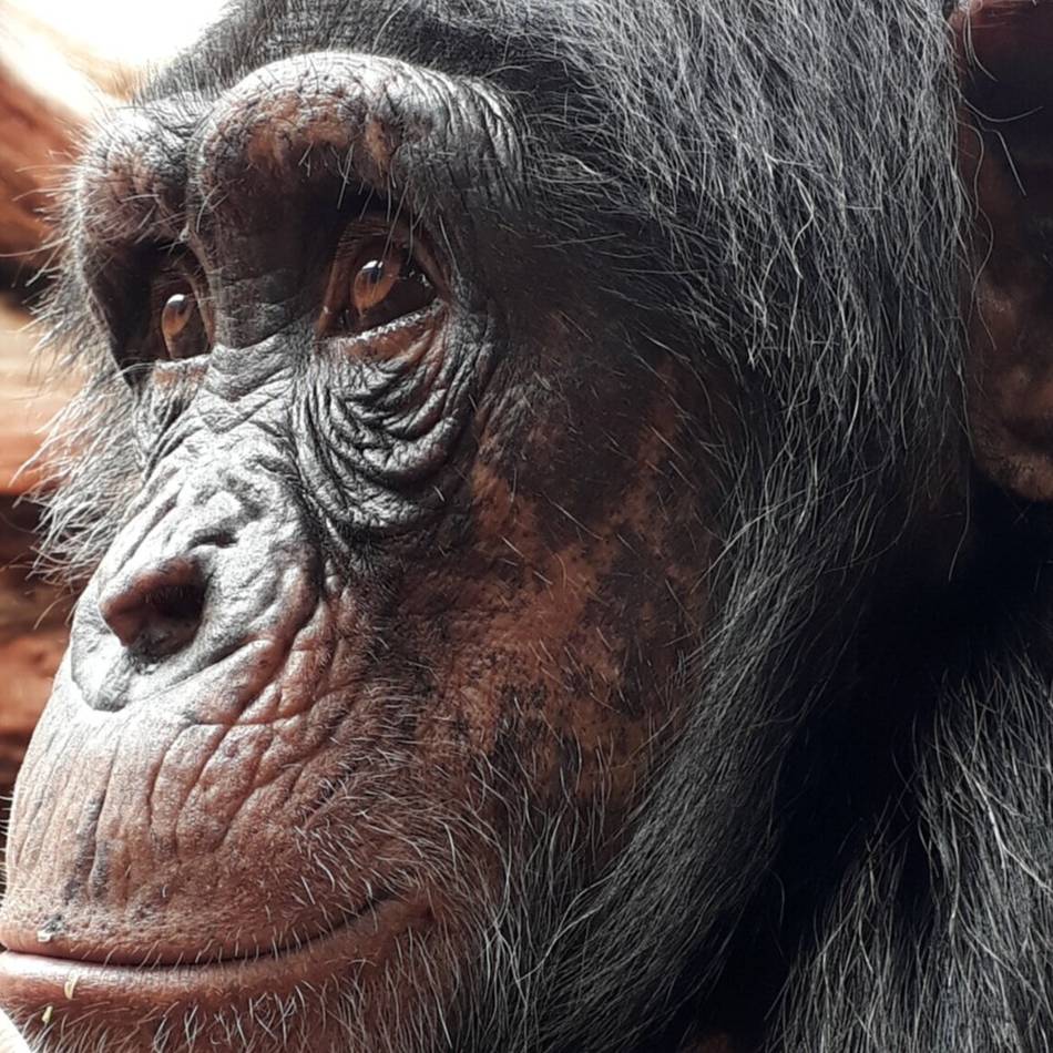 Neuzugang im Krefelder Zoo: Schimpansin Yumma entdeckt ihr neues Zuhause