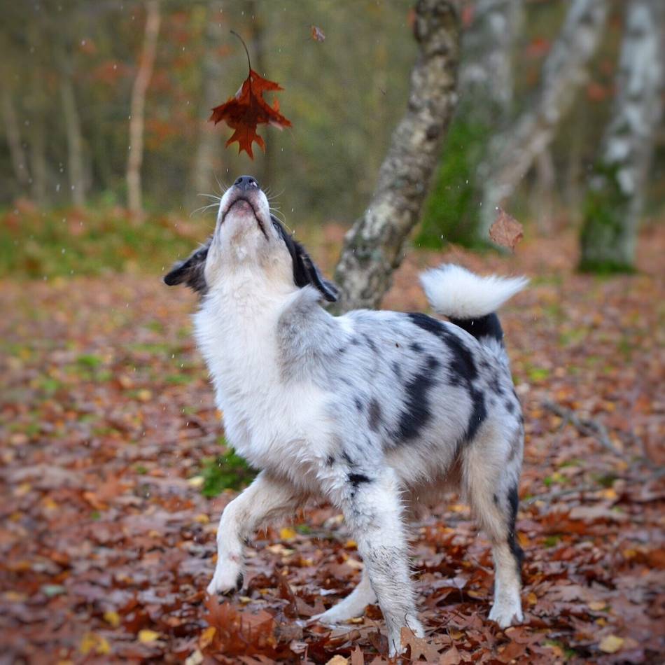 Herbstfotos unserer Leser aus dem Kreis Viersen: So schön ist der Herbst in Viersen