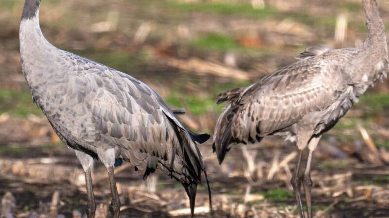 Geflügelpest: Überwachungszone im Kreis Viersen eingerichtet