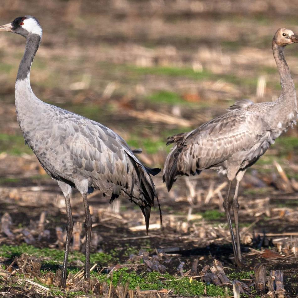 Geflügelpest: Überwachungszone im Kreis Viersen eingerichtet