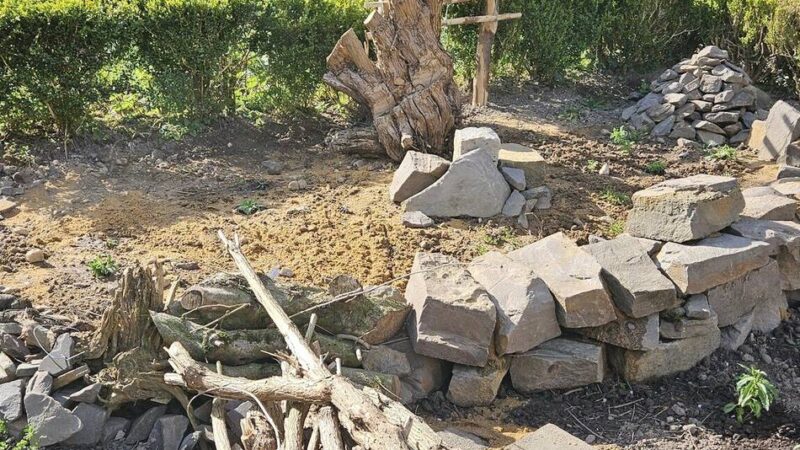 „Deutschland summt“: Nabu Kaarst-Korschenbroich holt Silbermedaille bei Pflanzwettbewerb