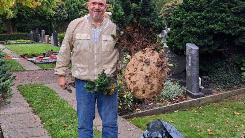 Invasive Art am Niederrhein: Imker sagen der Asiatischen Hornisse den Kampf an