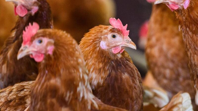 Kreis Heinsberg warnt vor weiterer Ausbreitung der Geflügelpest: Vogelgrippe breitet sich rasant aus – Kreis ruft Geflügelhalter zu erhöhter Vorsicht auf