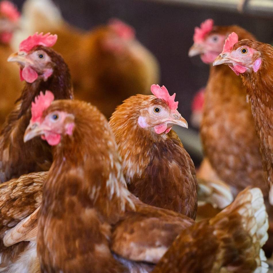 Kreis Heinsberg warnt vor weiterer Ausbreitung der Geflügelpest: Vogelgrippe breitet sich rasant aus – Kreis ruft Geflügelhalter zu erhöhter Vorsicht auf