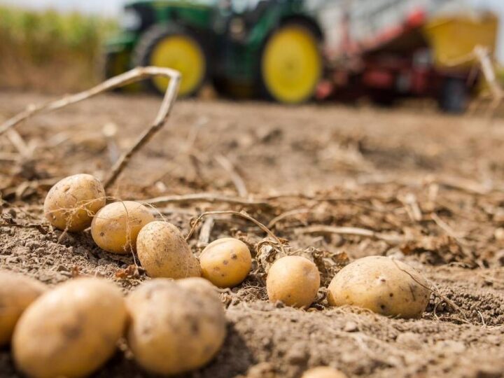 Landwirtschaft in Grevenbroich: Bauern melden gute Ernte – teilweise Überfluss auf den Feldern