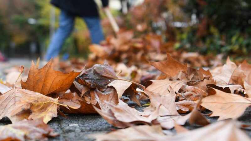 Sechs Sammelstellen eingerichtet: Wo Moerser im Herbst kostenlos Laub entsorgen können