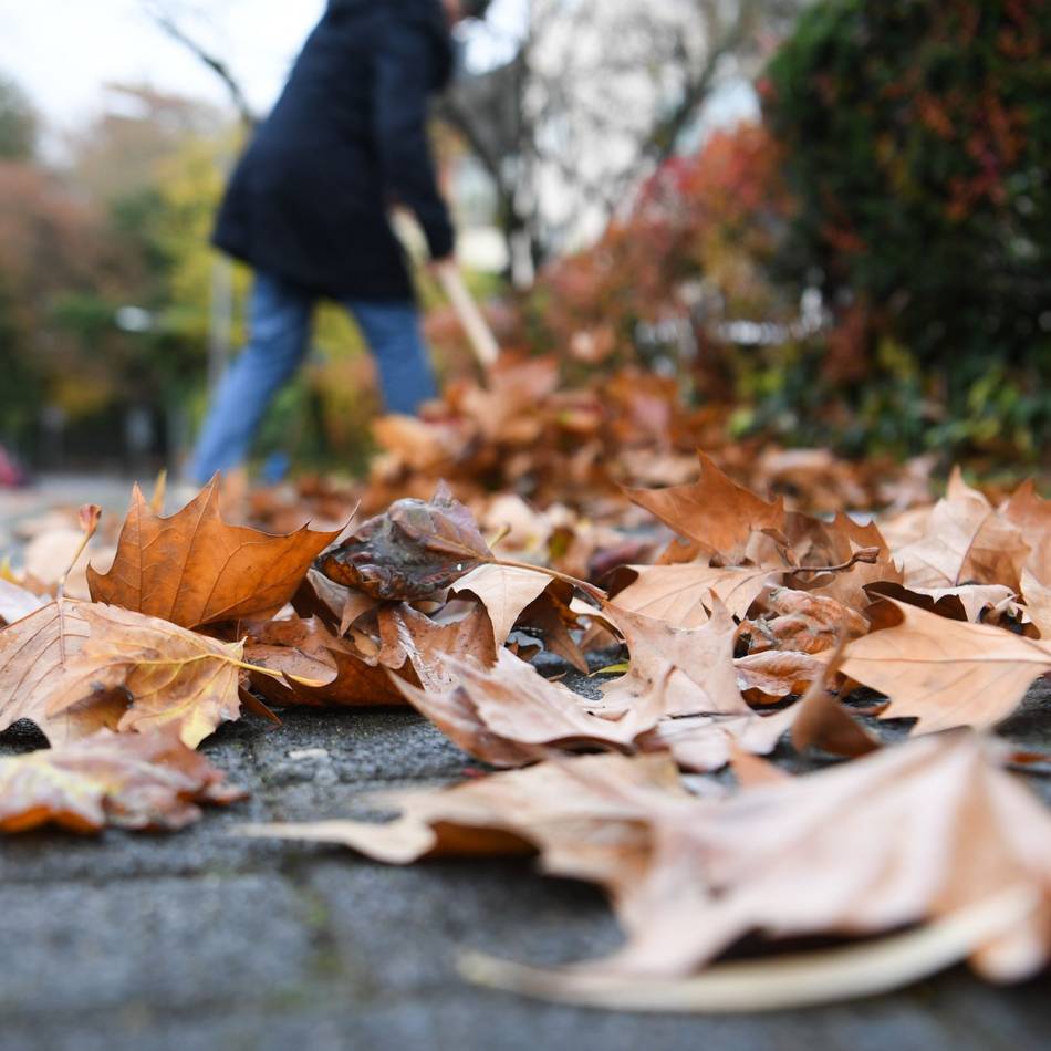 Sechs Sammelstellen eingerichtet: Wo Moerser im Herbst kostenlos Laub entsorgen können