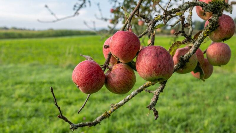 Aktion in Bedburg-Hau: Gemeinde spendiert Einwohnern Bäume für den Garten