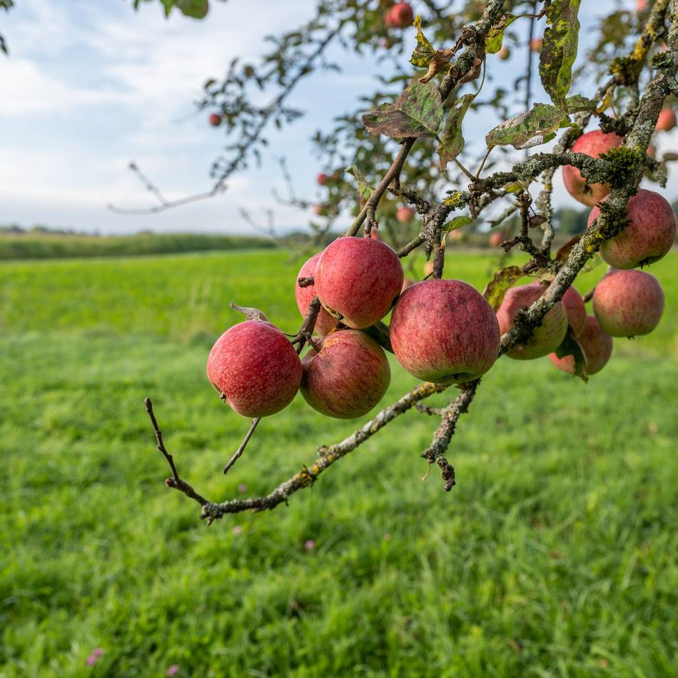 Aktion in Bedburg-Hau: Gemeinde spendiert Einwohnern Bäume für den Garten