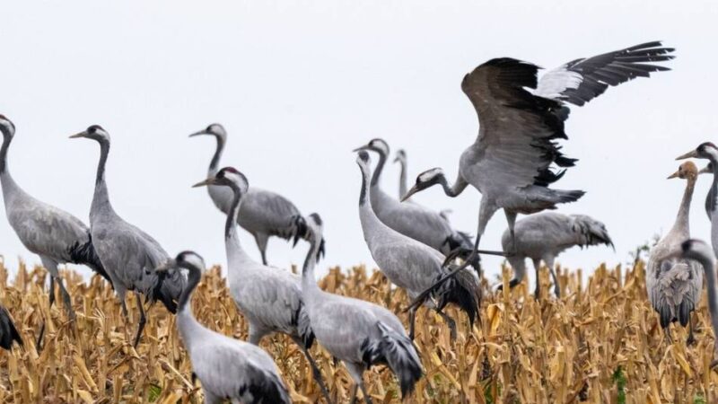 Kreisveterinäramt rät zu Vorsichtsmaßnahmen: Nicht alle verendeten Wildvögel sind Vogelgrippe-Opfer