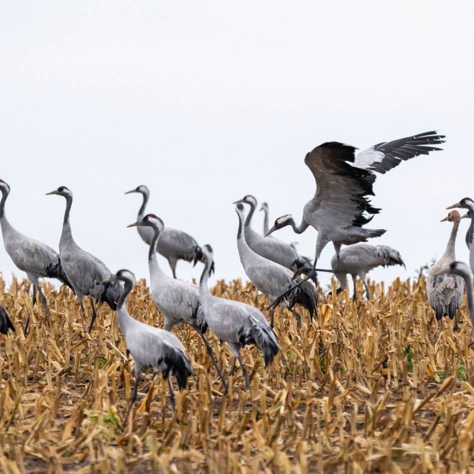 Kreisveterinäramt rät zu Vorsichtsmaßnahmen: Nicht alle verendeten Wildvögel sind Vogelgrippe-Opfer