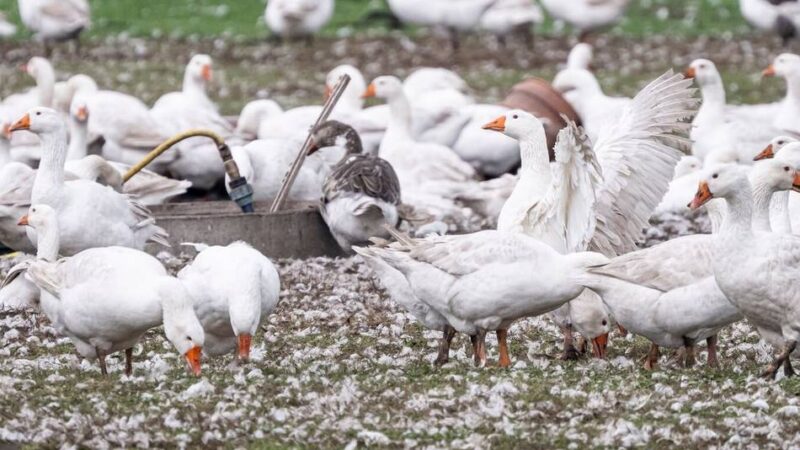 Hof in Rees: Verdacht auf Geflügelpest im Kreis Kleve
