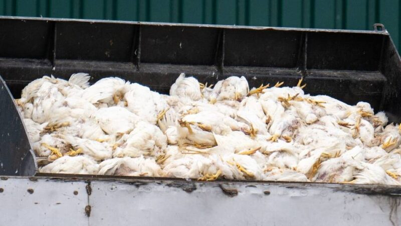 Nach Fällen in Rees und Nachbarkreisen: Geflügelpest auf dem Vormarsch – Stallpflicht im Kreis Kleve angeordnet