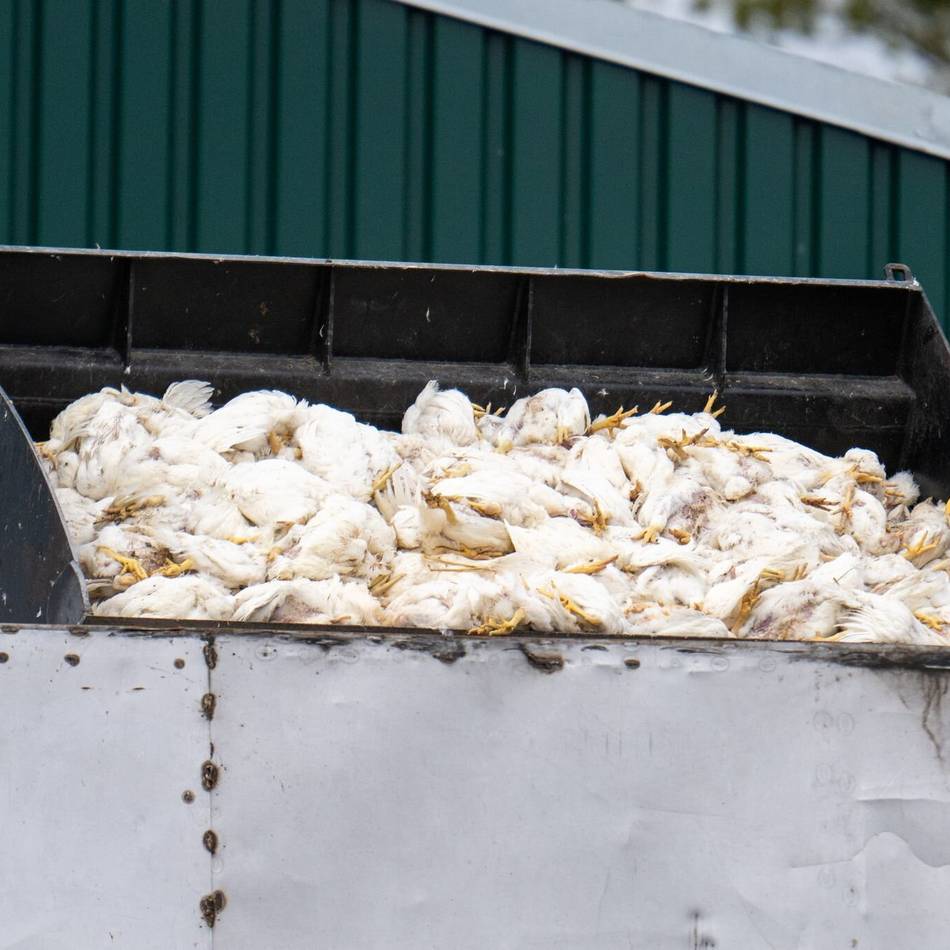 Nach Fällen in Rees und Nachbarkreisen: Geflügelpest auf dem Vormarsch – Stallpflicht im Kreis Kleve angeordnet