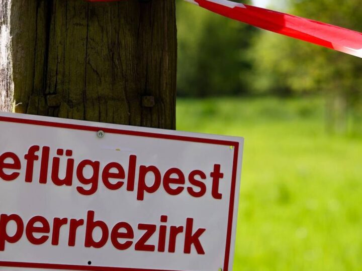 Stallpflicht wegen Vogelgrippe im Kreis Wesel: „Die Geflügelbauern werden mit der Brechstange bestraft“