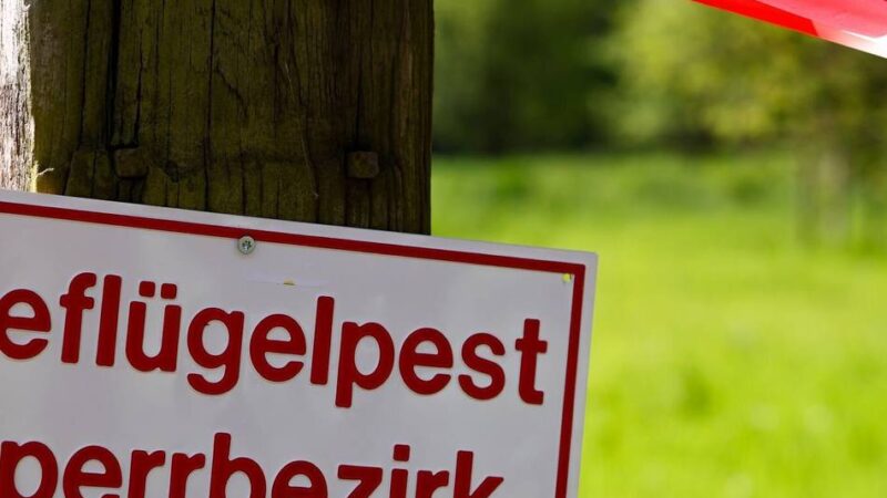 Stallpflicht wegen Vogelgrippe im Kreis Wesel: „Die Geflügelbauern werden mit der Brechstange bestraft“
