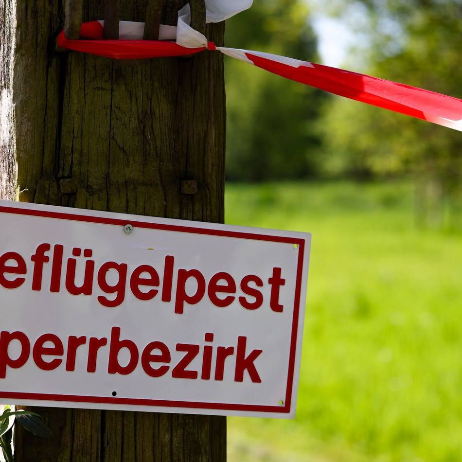 Stallpflicht wegen Vogelgrippe im Kreis Wesel: „Die Geflügelbauern werden mit der Brechstange bestraft“