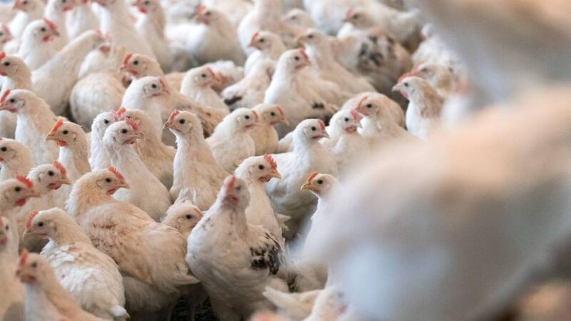 Schutzmaßnahmen im Kreis Kleve: 19.000 Tiere nach Geflügelpest-Ausbruch getötet