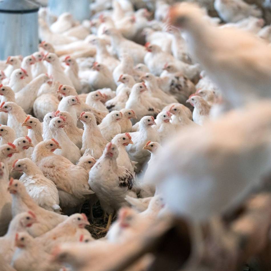 Schutzmaßnahmen im Kreis Kleve: 19.000 Tiere nach Geflügelpest-Ausbruch getötet