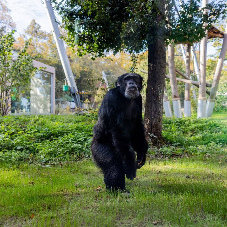 Menschenaffenwald im Krefelder Zoo eröffnet: Das neue Zuhause von Bally und Limbo